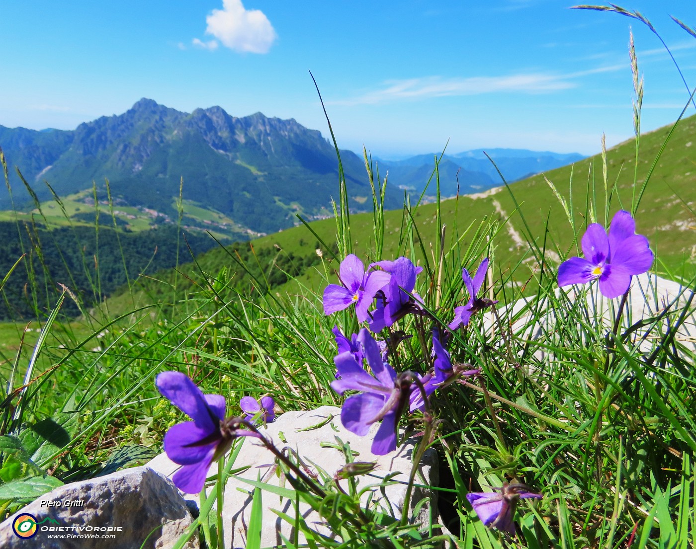 38 Violette alpine con vista in Alben.JPG